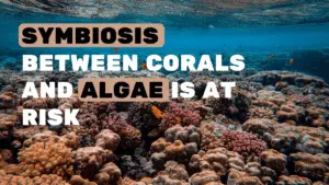 Image used for the article on the impact of climate change on coral symbiosis.