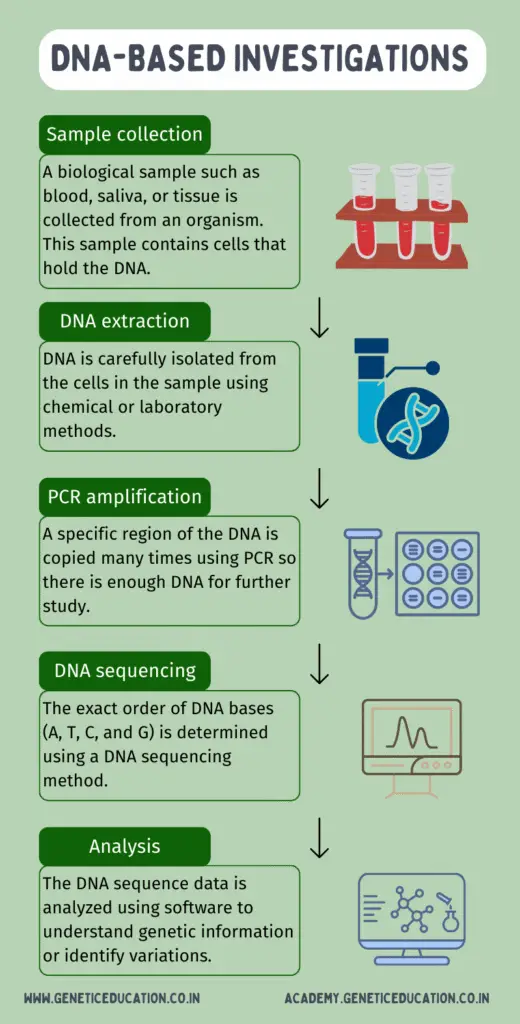 Step-by-step process of DNA-based investigation