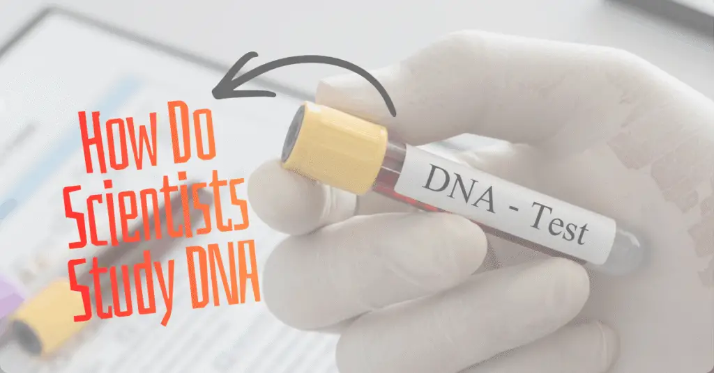 How do scientist study DNA
