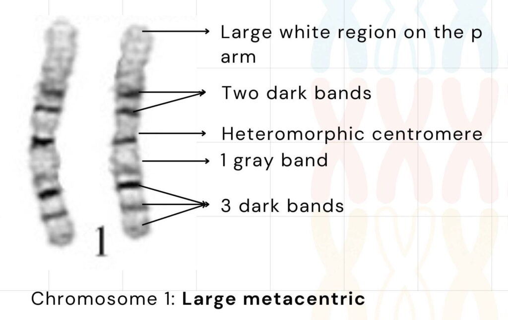 Illustration of chromosome 1 banding pattern. 