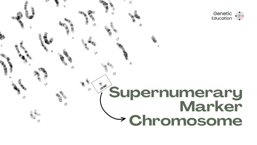 Image shows a karyotype and use for sSMC